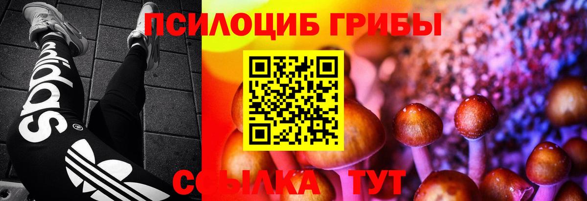Галлюциногенные грибы Psilocybe Краснодар